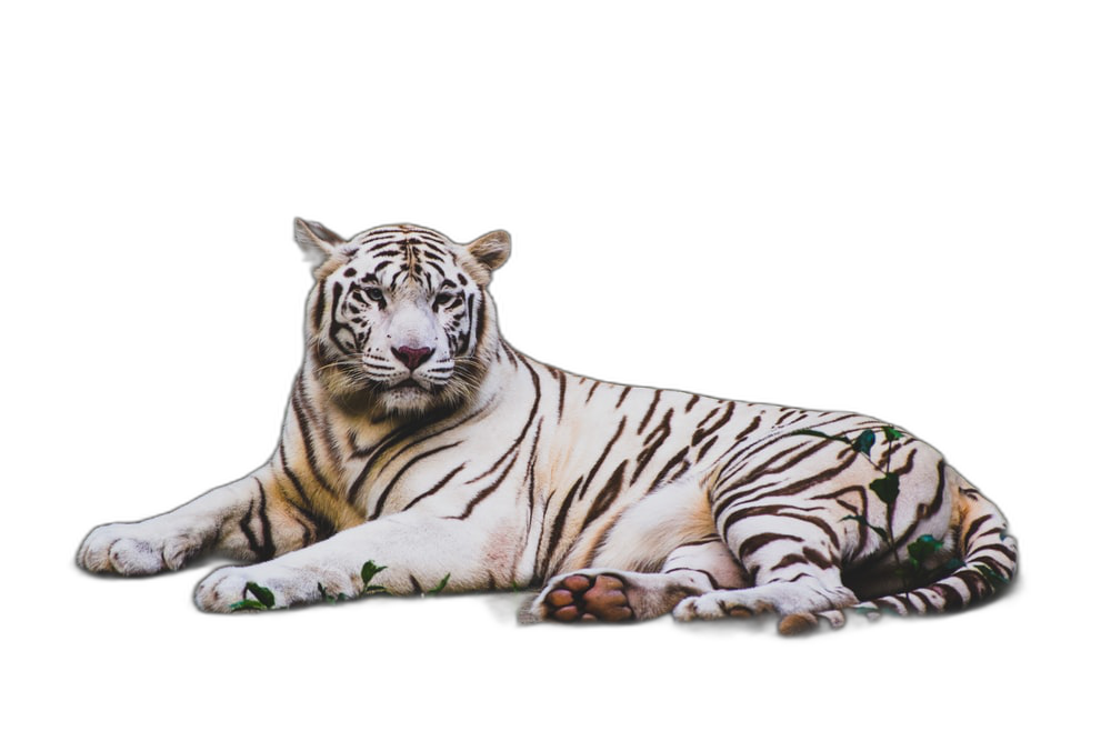 Animal cutout