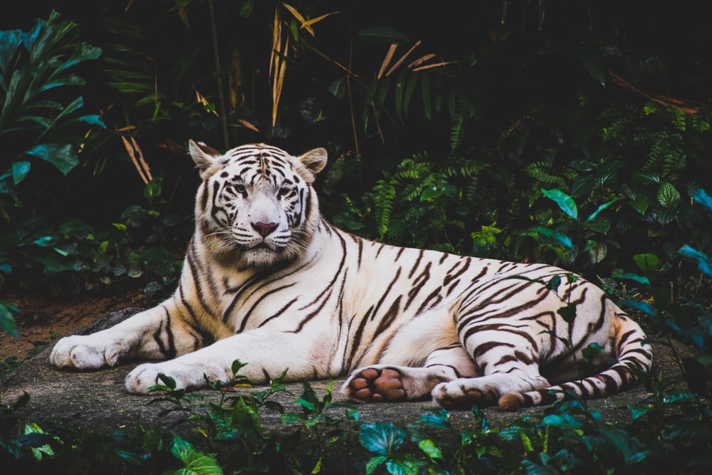 Animal original